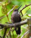 DSC_7334b.jpg
