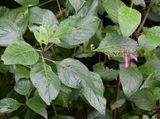 DSC_7374b.jpg