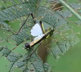 DSC_7416b.jpg