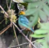 DSC_7484b.jpg