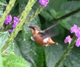 DSC_7547b.jpg