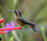DSC_7575bb.jpg