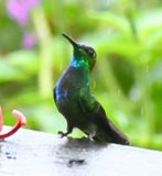 DSC_7619b.jpg