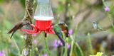 DSC_7654b.jpg
