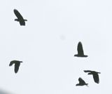 DSC_7803b.jpg