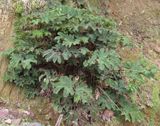 IMG_6223b.jpg