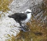 White-capped Dipper Jerry Wayne Davis Mar 11 2024 DSC_4804_12054b.jpg