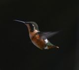 DSC_8262b.jpg