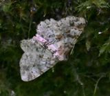 DSC_8337b.jpg