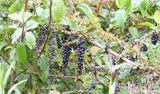 DSC_8339b.jpg