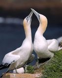 _DSC1747 - Crossing Beaks