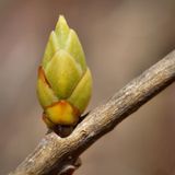 DSC07734 - White Lilac Bud