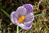 DSC08661 - Tiger Crocus