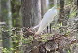 Great White Egret greeting the courting season