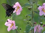 Butterfly on a swamp mallow