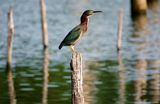 Green Heron.