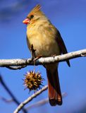Female Cardinal 