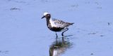 Black Bellied Plover Breeding.