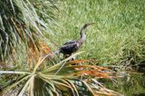 Female Long-Neck Snake Bird.