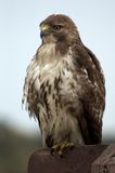 Redtail 