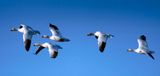 5  snow geese.