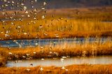 Dunlins and Sanderlings.