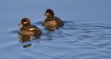 Female Bufflehead