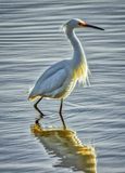 Snowy Egret 