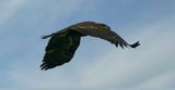 Juvenile Eagle