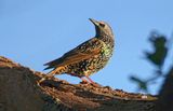 Starling
