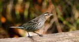 Female Red-winged Blackbird
