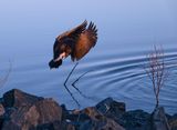 Canada Goose Wings