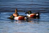 Northern Shovelers
