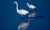 Two Egrets.
