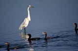Egret and friends