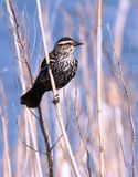 Female red winged blackbird 