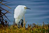 Egret 