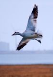 Lone Snow goose.