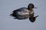 Lesser Scaup.