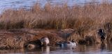 Pintail Ducks