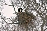 Eagles Nest.