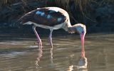 Imature White Ibis