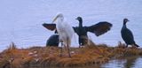 Hey buddy-Cormorants only!