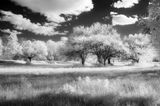 Grass and Trees DSC_9796 b.jpg