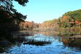 October 10th, 2022 - Cockaponset State Forest-Hackney Marsh - C13816