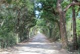 July 7th, 2022 - Tree Tunnell -1C13414
