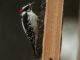 Male Downy Woodpecker