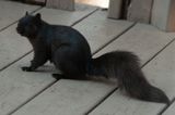 Two Images of an Eastern Gray Squirrel (!!!)