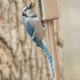 Blue Jay On Suet Feeder