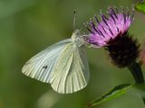 Large White